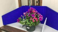 12&rdquo; HANGING BASKET OF PETUNIAS