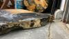 TABLE TOP LIVE EDGE WOOD SLAB, EPOXY TOP W/ SOME FERN DETAILING UNDERNEATH - 2