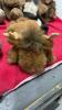 COLLECTION OF TEDDY BEARS - 3