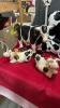 COLLECTION OF COW DECOR - PILLOWS, STUFFIES, ORNAMENTS, MUG AND COASTERS, A RUG, AND A PAPER TOWEL HOLDER - 4
