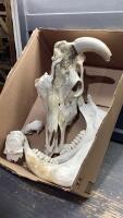 SKULLS + PIECES FOR YARD DECOR