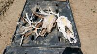 Antler sheds and cattle skulls