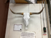 EUROPEAN MOUNT TEXAS LONGHORN SKULL WITH HORNS , APPROX 37 INCHES TIP TO TIP