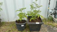 (2) CHERRY TOMATOE PLANTS