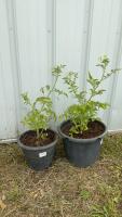 (2) CHERRY TOMATOE PLANTS
