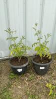 (2) CHERRY TOMATOE PLANTS