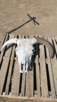 Bull Skull
