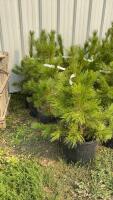 (5) 3-4' - POTTED PINE TREES...BIDDING PER TREE/ 5X THE MONEY