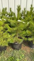 (5) 3-4' - POTTED PINETREES...BIDDING PER TREE/ 5X THE MONEY