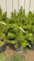(5) 3-4' - POTTED PINE TREES...BIDDING PER TREE/ 5X THE MONEY