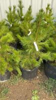 (5) 3-4' - POTTED PINE TREES...BIDDING PER TREE/ 5X THE MONEY