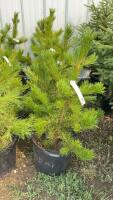 (5) 3-4' - POTTED PINE TREES...BIDDING PER TREE/ 5X THE MONEY