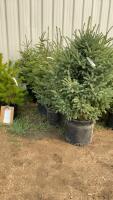 (5) 5' - POTTED SPRUCE TREES....BIDDING PER TREE/5X THE MONEY
