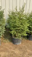 (5) 5' - POTTED SPRUCE TREES....BIDDING PER TREE/5X THE MONEY