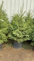 (5) 5' - POTTED SPRUCE TREES....BIDDING PER TREE/5X THE MONEY