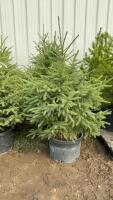 (5) 5' - POTTED SPRUCE TREES....BIDDING PER TREE/5X THE MONEY