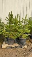 (5) 4' - POTTED PINE TREES....BIDDING PER TREE/5X THE MONEY