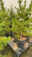 (5) 4' - POTTED PINE TREES....BIDDING PER TREE/5X THE MONEY
