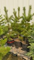 (5) 4' - POTTED PINE TREES....BIDDING PER TREE/5X THE MONEY