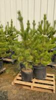 (3) 4' - POTTED PINE TREES....BIDDING PER TREE/3X THE MONEY