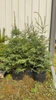 (5) 6-7' POTTED SPRUCE TREES...BIDDING PER TREE/5X THE MONEY