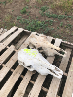 Cow skull