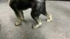 COLLECTION OF DOG ORNAMENTS - 3