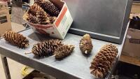 BOX OF LARGE PINE CONES