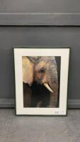 SMALL ELEPHANT PICTURE