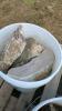 Five Pails of Decorative Rock - 6