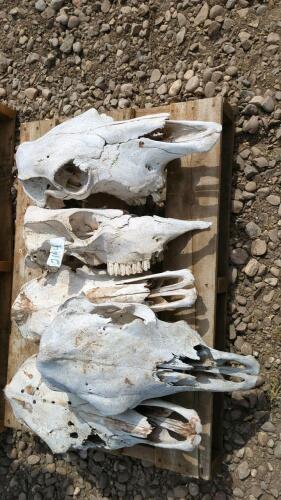 5 Cattle Skulls