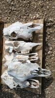 5 Cattle Skulls