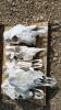 5 Cattle Skulls