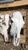 5 Cattle Skulls - 2