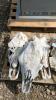 5 Cattle Skulls - 3