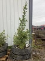 PINE TREE