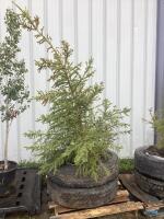 PINE TREE