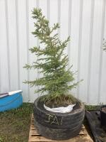 PINE TREE