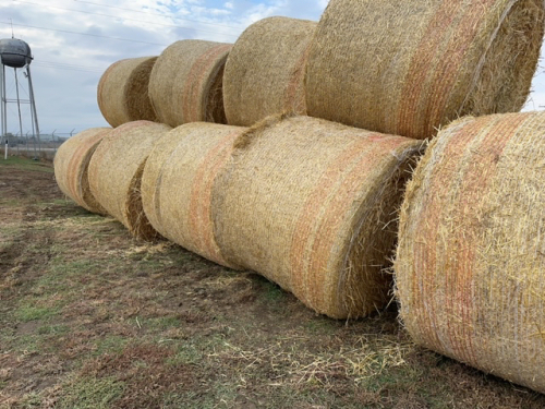 34 round bales of barley straw " BIDDING PER BALE "