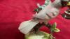 COLLECTION OF BIRD ORNAMENTS & SWAN PLATTER - 6