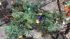 BOX OF CHRISTMAS LIGHTS, TREES - 2