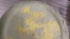 CREAM COLOR MEDALTA CANISTER - NO LID - 4