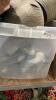 SHELF #16 - A GAGGLE OF CANADA GOOSE DECOYS - 3