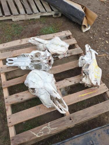 4 Cattle Skulls