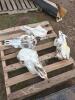 4 Cattle Skulls