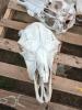 4 Cattle Skulls - 2