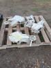 4 Cattle Skulls - 3