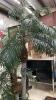 ARTIFICIAL PALM TREE - 2