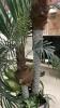 ARTIFICIAL PALM TREE - 3