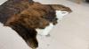 BRINDLE HAIR ON 1/2 HIDE - 2